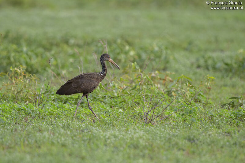 Limpkin