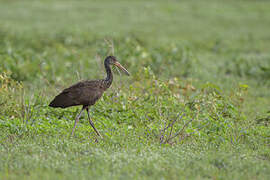 Limpkin