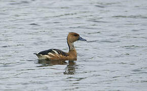 Fulvous Whistling Duck