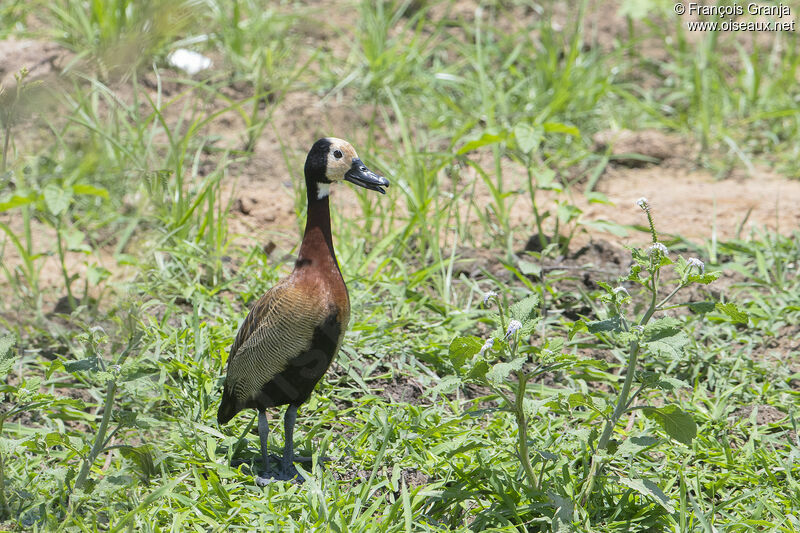 White-faced Whistling Duck