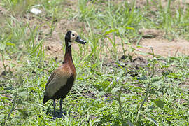 White-faced Whistling Duck