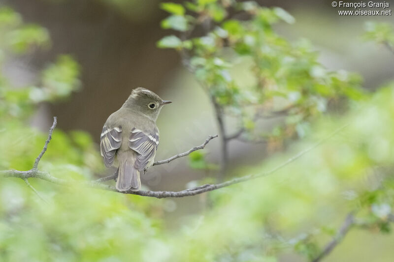 White-crested Elaenia