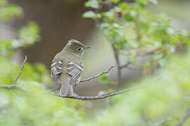 White-crested Elaenia