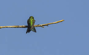 Glittering-bellied Emerald