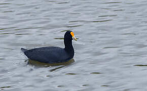 Foulque leucoptère