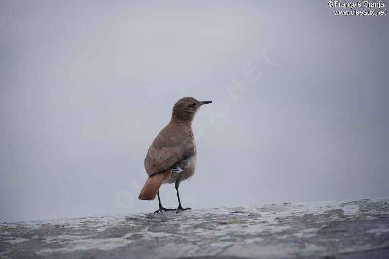 Rufous Hornero