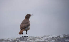 Rufous Hornero