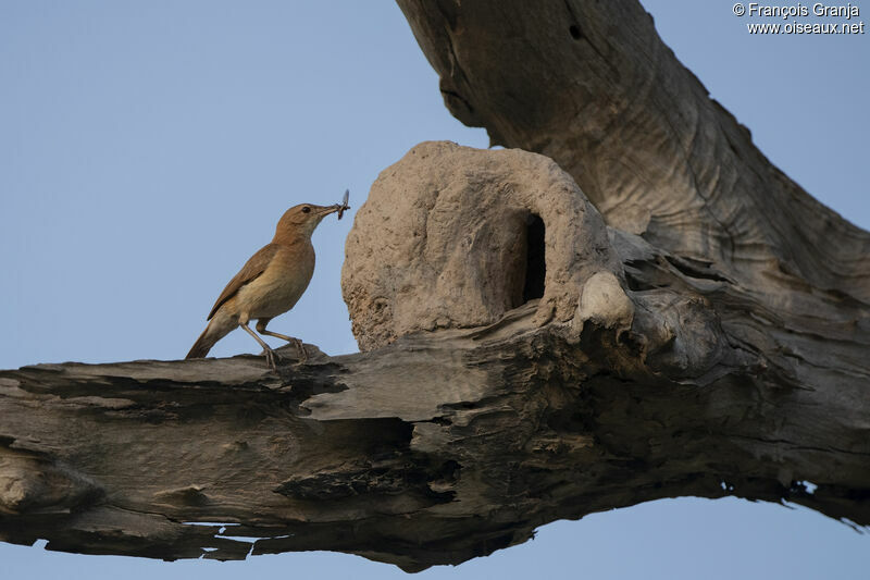 Rufous Hornero