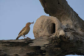 Rufous Hornero