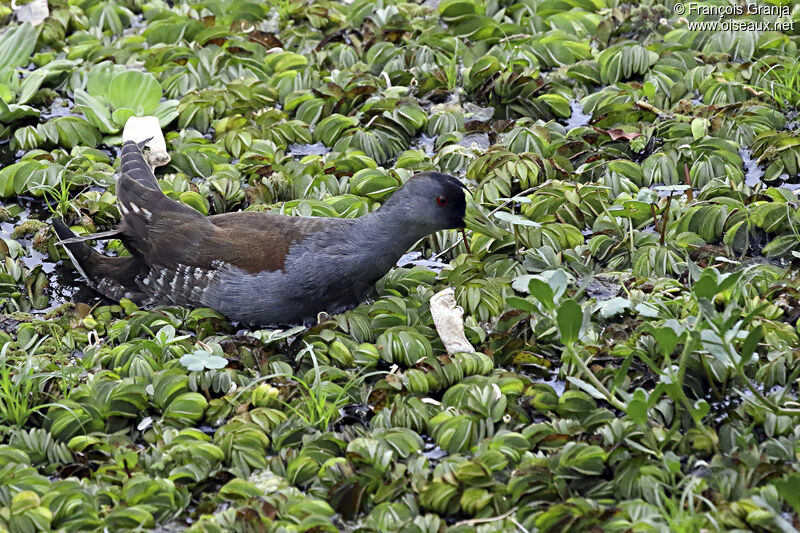 Spot-flanked Gallinule