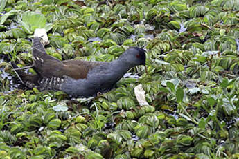 Gallinule à face noire