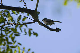 Masked Gnatcatcher