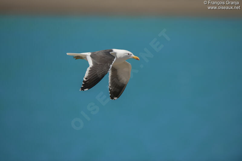 Kelp Gull