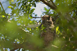 Great Horned Owl