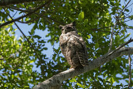 Great Horned Owl