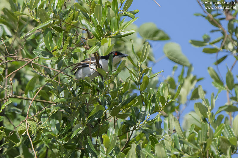 Great Antshrike male adult