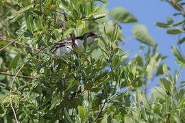 Great Antshrike