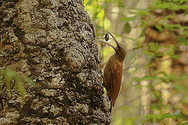 Great Rufous Woodcreeper