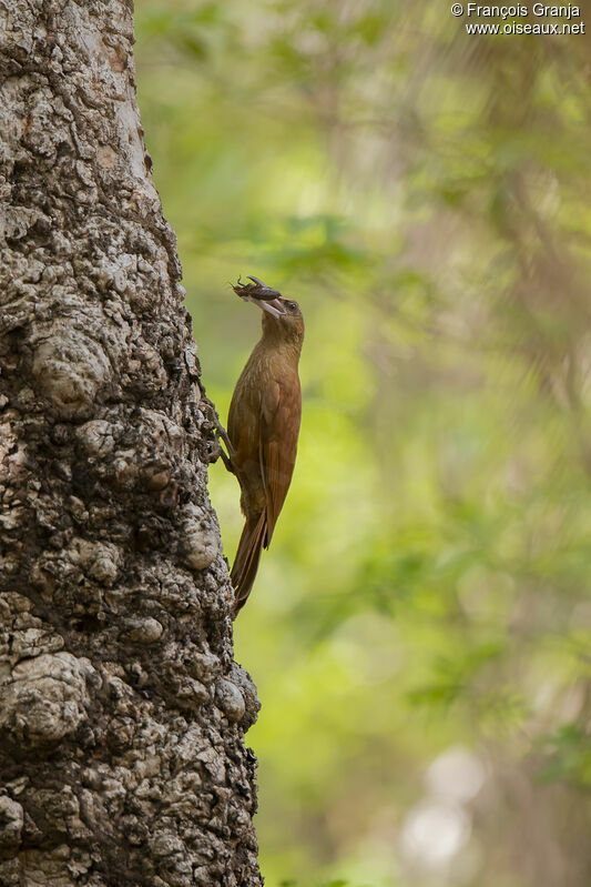 Great Rufous Woodcreeper