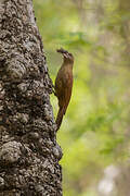 Great Rufous Woodcreeper