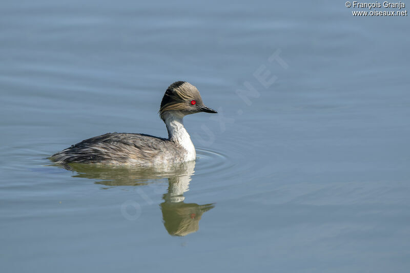 Silvery Grebe