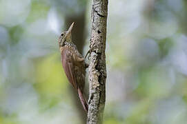 Straight-billed Woodcreeper