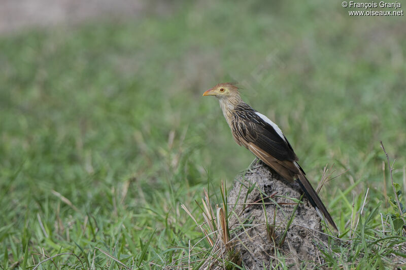 Guira Cuckoo