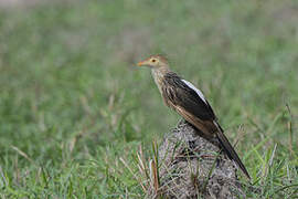 Guira Cuckoo