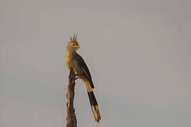 Guira Cuckoo