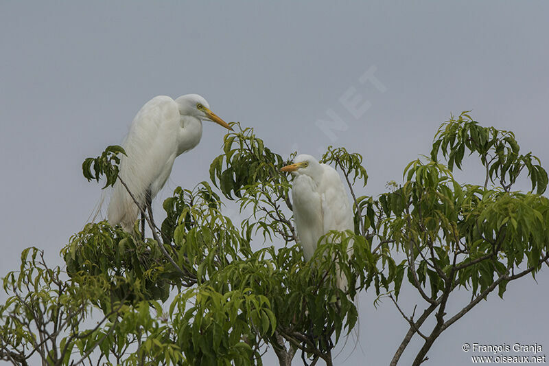 Yellow-billed Egret, habitat