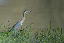 Whistling Heron