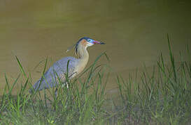 Whistling Heron