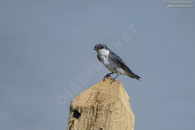 White-winged Swallow