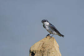 White-winged Swallow