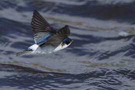 Chilean Swallow