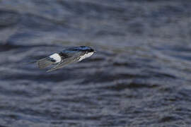 Chilean Swallow