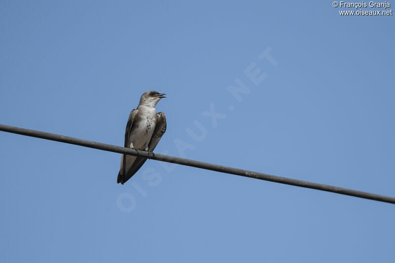 Brown-chested Martin