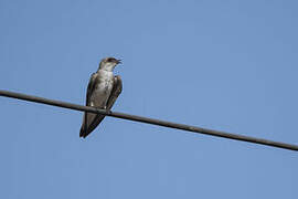 Brown-chested Martin