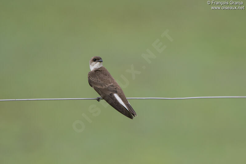 Hirondelle tapère