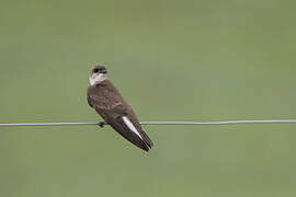 Brown-chested Martin