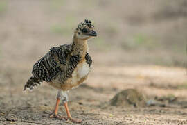 Bare-faced Curassow