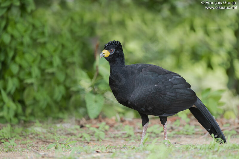 Bare-faced Curassow male