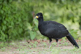 Bare-faced Curassow