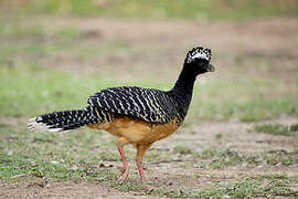 Bare-faced Curassow