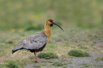 Ibis à face noire