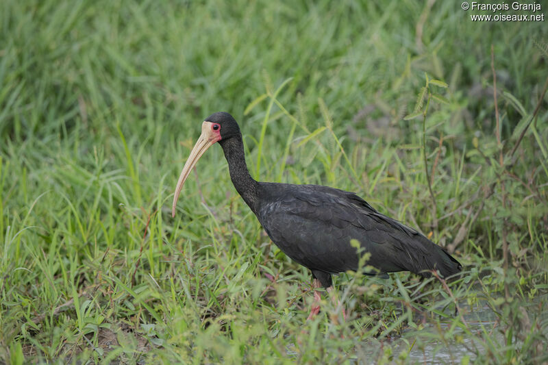 Ibis à face nue