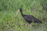 Ibis à face nue