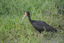 Ibis à face nue