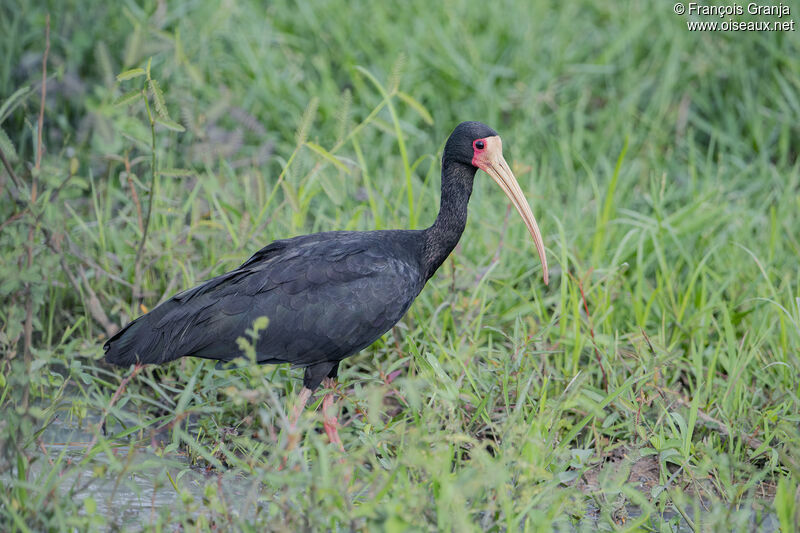 Ibis à face nue