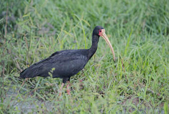 Ibis à face nue